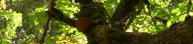 Beafsteak - Fistulina hepatica (banner)